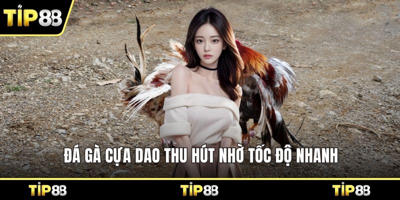 Đá gà cựa dao thu hút nhờ tốc độ nhanh 