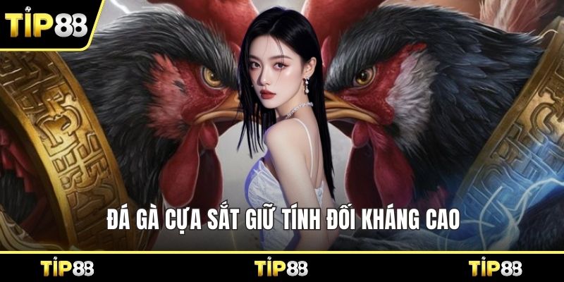 Đá gà cựa sắt giữ tính đối kháng cao