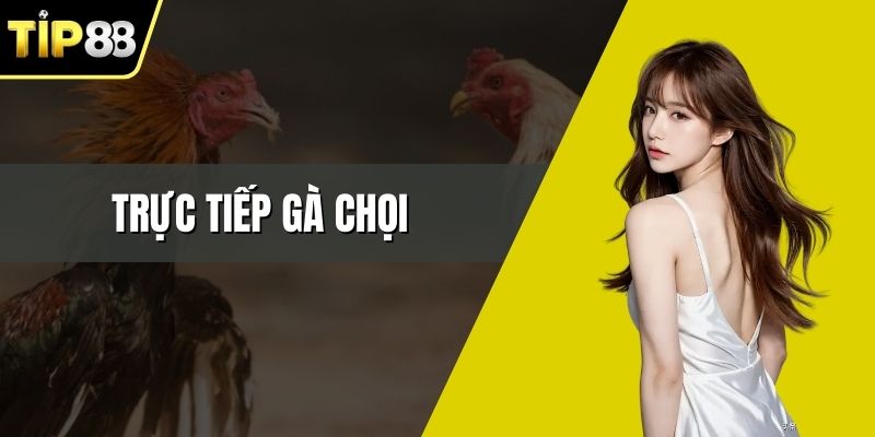 Trực Tiếp Gà Chọi – Hình Thức Theo Dõi Được Quan Tâm